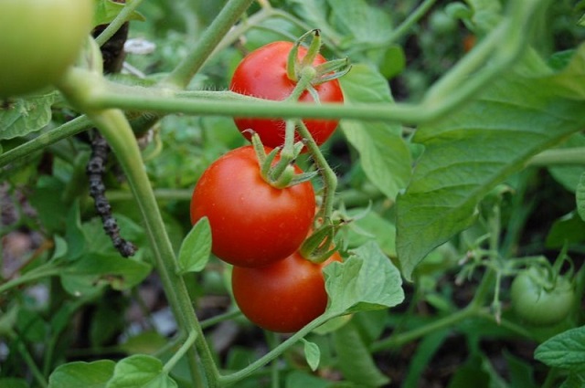 egyszeru_paradicsomle